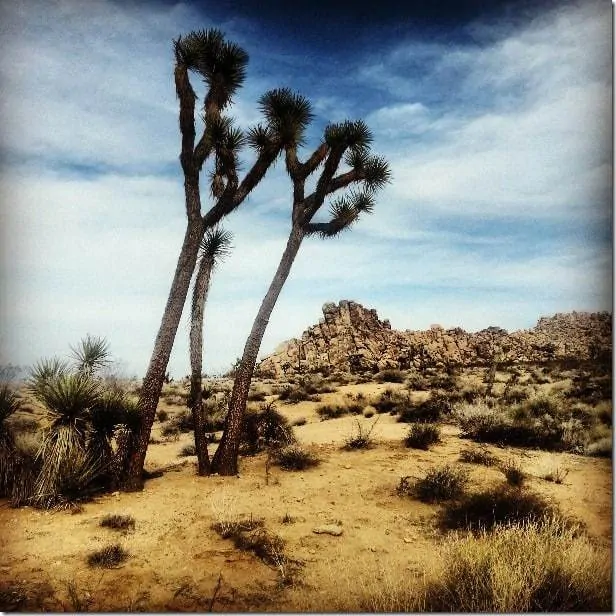 The iconic Joshua Trees in Joshua Tree National Park - 49 Places to Visit on the Ultimate West Coast Road Trip