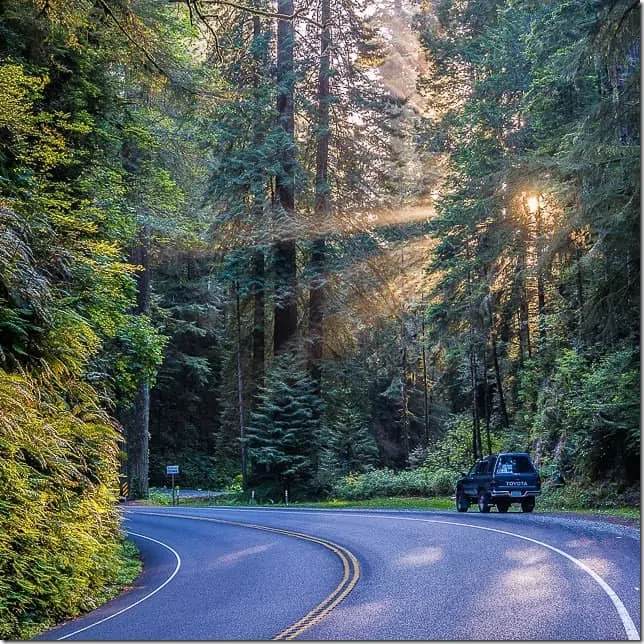 Drive through the redwood forests of Northern California - 49 Places to Visit on the Ultimate West Coast Road Trip