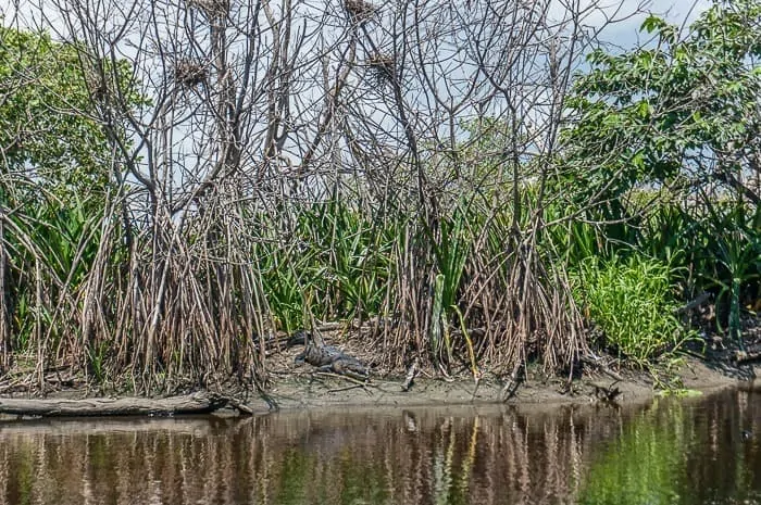 Visiting La Ventanilla, Mexico: Ecotourism Among Mangroves & Wildlife